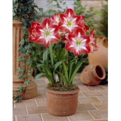 Hippeastrum, Amarylis, Zwartnica - Minerva - 1 cebula