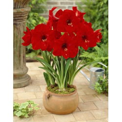 Hippeastrum, Amarylis, Zwartnica - Red Lion - 1 cebula