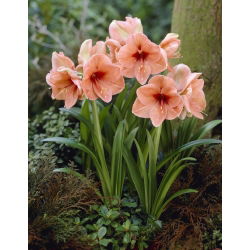 Hippeastrum, Amarylis, Zwartnica - Rilona - 1 cebula