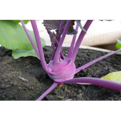 Kalarepa Wener Blauwe - ciemnofioletowa - 260 nasion