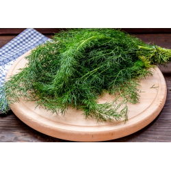 Koper ogrodowy Kozak - bardzo aromatyczny - 2800 nasion
