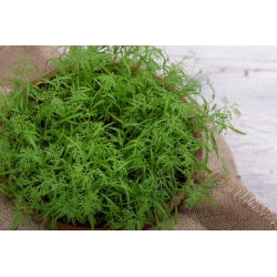 Koper ogrodowy Lukullus - 100 gram