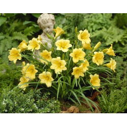 Liliowiec Stella D'oro