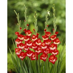 Gladiolus - Mieczyk Mademoiselle de Paris - 5 cebulek