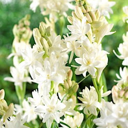 Tuberoza wonna - Polianthes tuberosa - 2 cebule