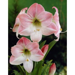 Hipeastrum - Amarylis - Apple Blossom