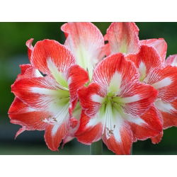 Hippeastrum, Amarylis, Zwartnica - Minerva - 1 cebula