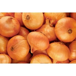 Cebula Stuttgarter Riesen - 100 gram - 25000 nasion