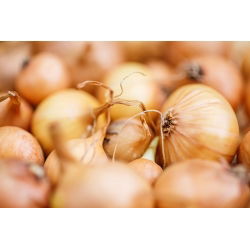 Cebula Stuttgarter Riesen - 100 gram - 25000 nasion