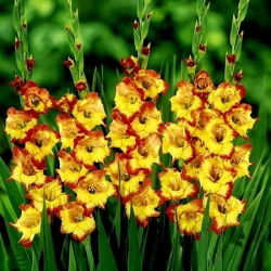 Gladiolus - Mieczyk Princess Margaret Rose - 5 cebulek