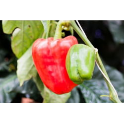 Papryka Ożarowska - czerwona, słodka - 10 gram - 1800 nasion