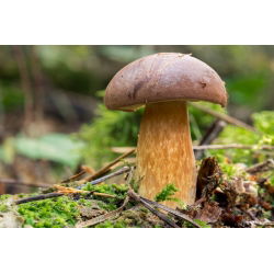 Podgrzybek brunatny – żywa grzybnia – większe opakowanie