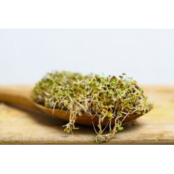 BIO Nasiona na kiełki -  Brokuł Raab - certyfikowane nasiona ekologiczne