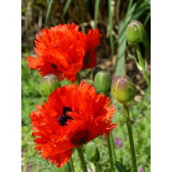 Mak wschodni Beauty of Liwer - czerwony, strzępiony