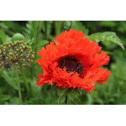 Mak wschodni Beauty of Liwer - czerwony, strzępiony