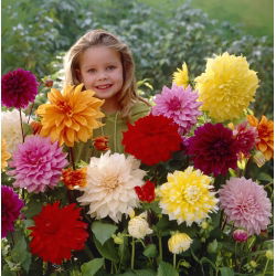 Dalia mix - 3 szt