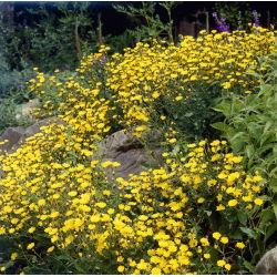 Kladantus - 320 nasion