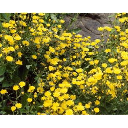 Kladantus - 320 nasion