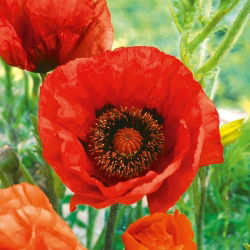 Mak wschodni Beauty of Liwer - czerwony, strzępiony