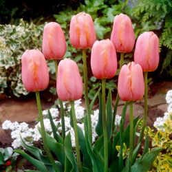 Tulipan Menton - 5 cebulek