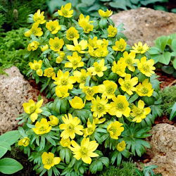 Rannik wiosenny Eranthis cilicica - 5 cebulek