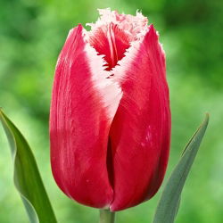 Tulipan Canasta - 5 cebulek