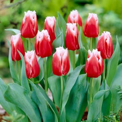 Tulipan Canasta - 5 cebulek