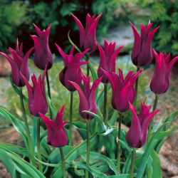 Tulipan Burgundy - 5 cebulek