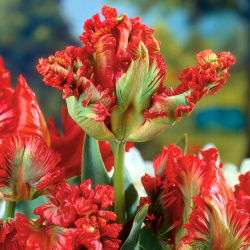 Tulipan papuzi Exotic Parrot - 5 cebulek