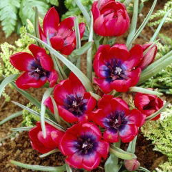 Tulipan Liliput - opak. 5 szt.