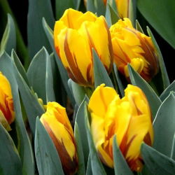 Tulipan Ravana - opak. 5 szt.