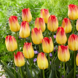 Tulipan Suncatcher - opak. 5 szt.