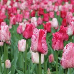 Tulipan Hemisphere - 5 szt.