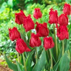 Tulipan Barbados - 5 szt.