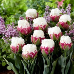 Tulipan Ice Cream - lodowy - 5 szt.