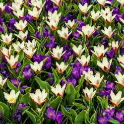 Zestaw - krokus fioletowy i tulipan kremowy - 50 szt.