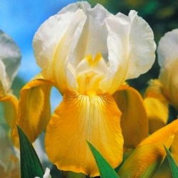 Kosaciec, Irys - White and Yellow - 1 kłącze