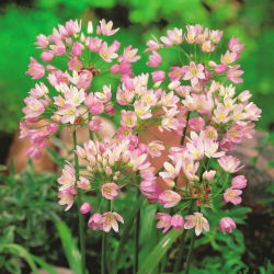 Czosnek różowy - Allium roseum - 20 cebulek
