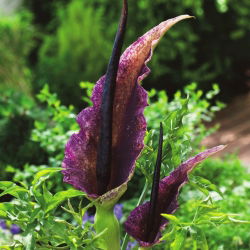 Dracunculus vulgaris - Smocza lilia - 1 cebula