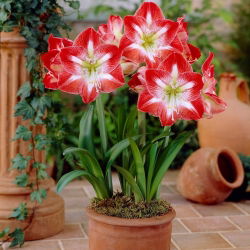 Hippeastrum, Amarylis, Zwartnica - Minerva - 1 cebula