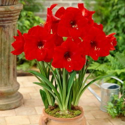 Hippeastrum, Amarylis, Zwartnica - Red Lion - 1 cebula