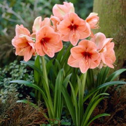 Hippeastrum, Amarylis, Zwartnica - Rilona - 1 cebula