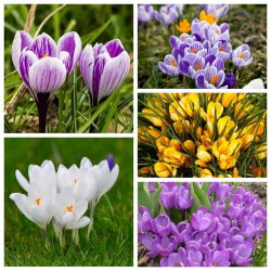 Krokus wielkokwiatowy - 5 odmian - 100 szt.