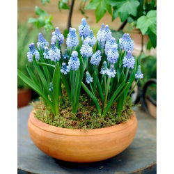 Szafirek błękitny - Muscari azureum - 10 cebulek