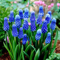 Szafirek Muscari Dark Eyes - op. 5 szt.