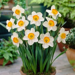 Narcyz Flower Record - 5 cebul