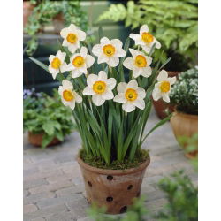 Narcyz Flower Record - 5 cebul