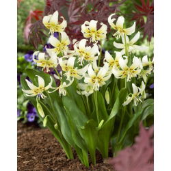 Psiząb White Beauty - op. 1 szt.