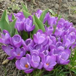Krokus Remembrance - duża paczka! - 200 szt.