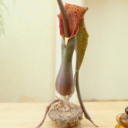 Palczycha - Sauromatum venosum - 1 cebula